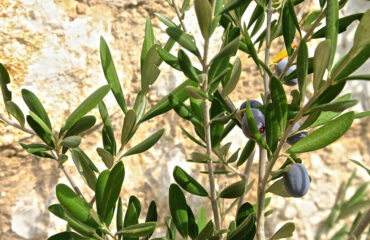 cultivo del olivo