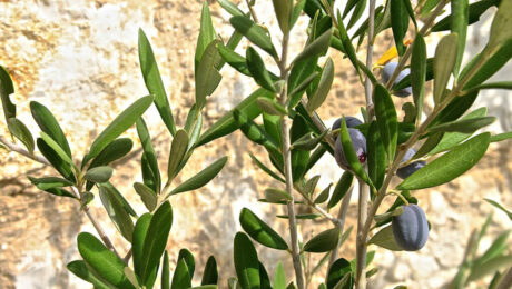 cultivo del olivo