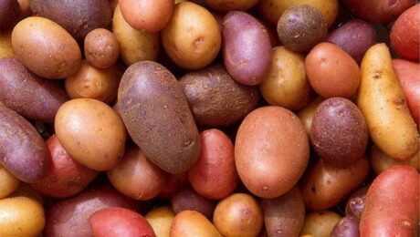 Plantar patatas