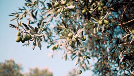 Cultivo del olivo