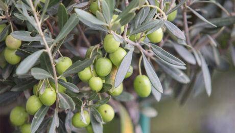 Cultivo del olivo
