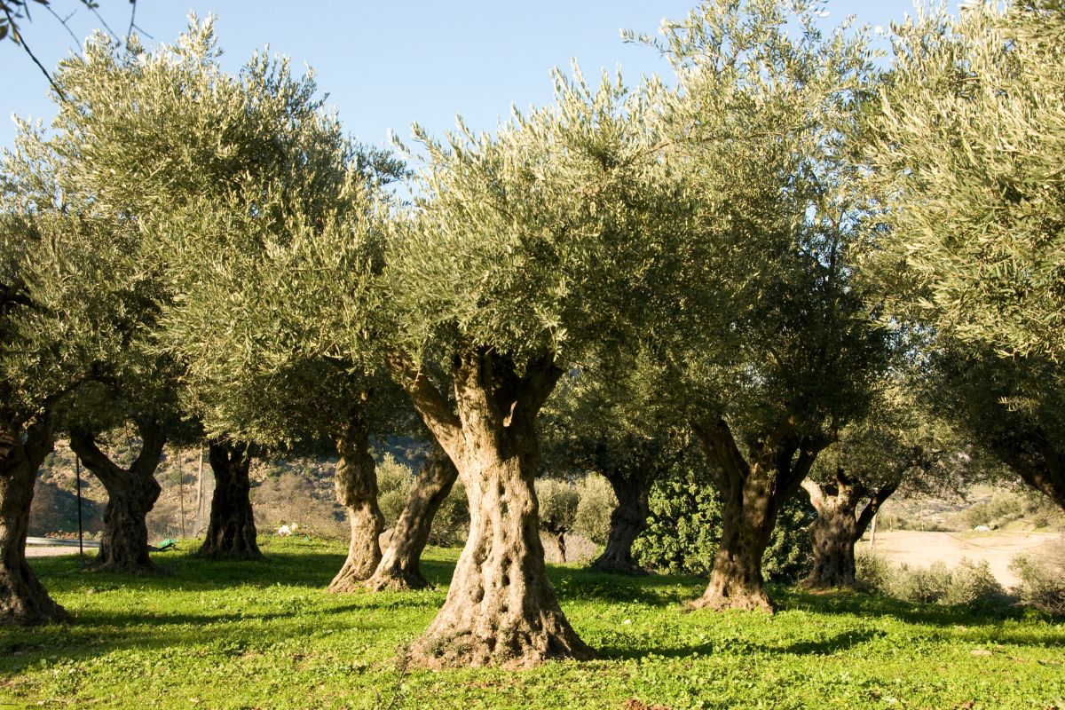 fertilizante aurea mg innitro para olivo